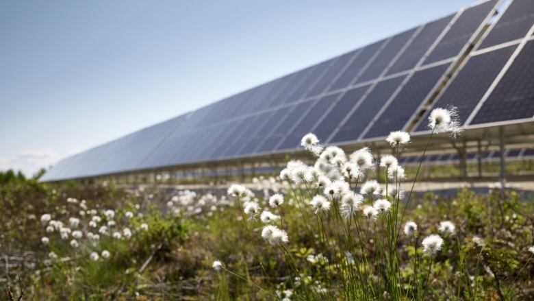 Plants blow in the wind in front of a large, blue solar panel on a sunny day.