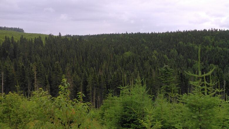 A hill full of balsam firs and an indigo coloured sky