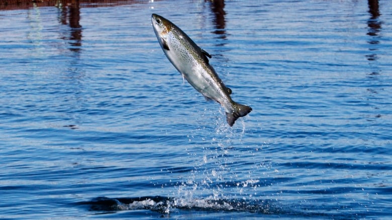 An Atlantic salmon leaps while swimming inside a farm pen near Eastport, Maine, on Sunday, Oct. 12, 2008.