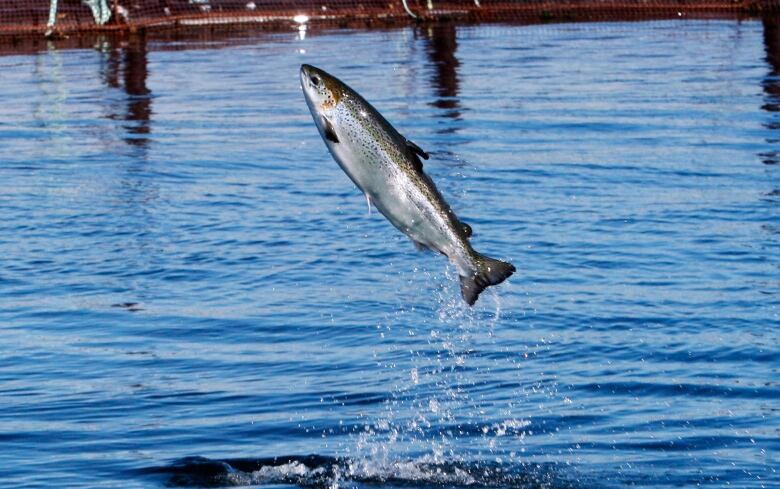 An Atlantic salmon leaps while swimming inside a farm pen near Eastport, Maine, on Sunday, Oct. 12, 2008.