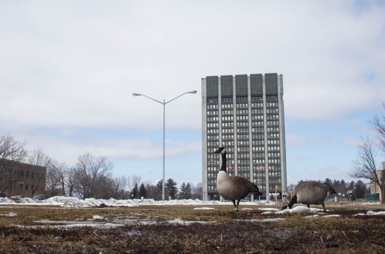 A goose on a lawn with patchy snow. There's a grey highrise in the backround.