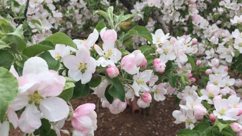 Apple branches covered in blossoms.