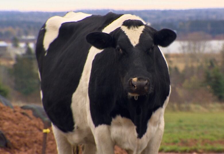 A dairy cow in a field 