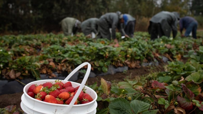 Migrant farm workers in Abbotsford on Monday, September 9, 2019. (Maggie MacPherson/CBC)