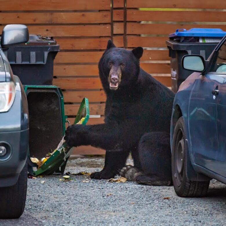 A black bear is pictured looking at the camera, pausing from rooting through an open garbage can lying on its side. Two vehicles are seen on either side.