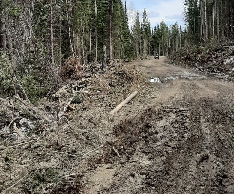 A rough, muddy logging road. 