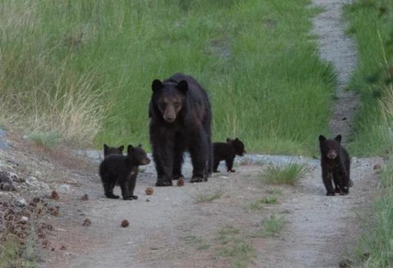 Pacific Wild is renewing its calls for conservation officers to wear body cameras after two young bears were put down without in-person veterinarian assessment.