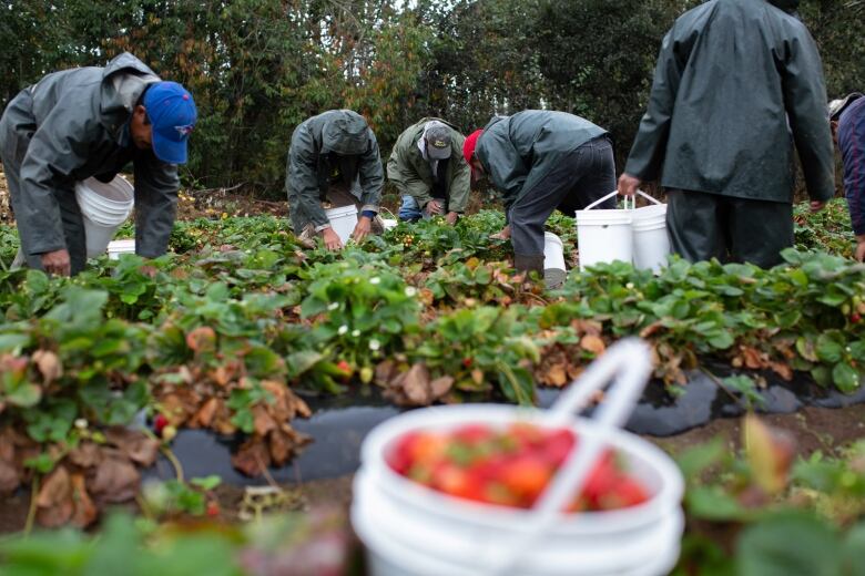 Migrant farm workers pick strawberries in a field.