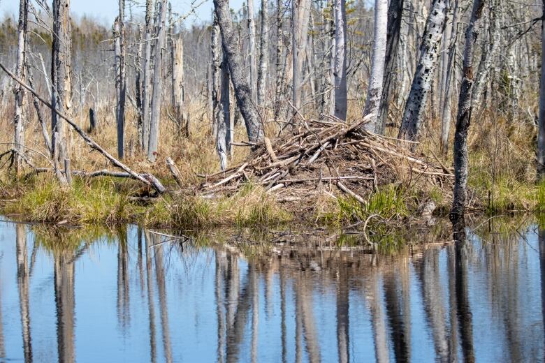 A body of water with a beaver dam.