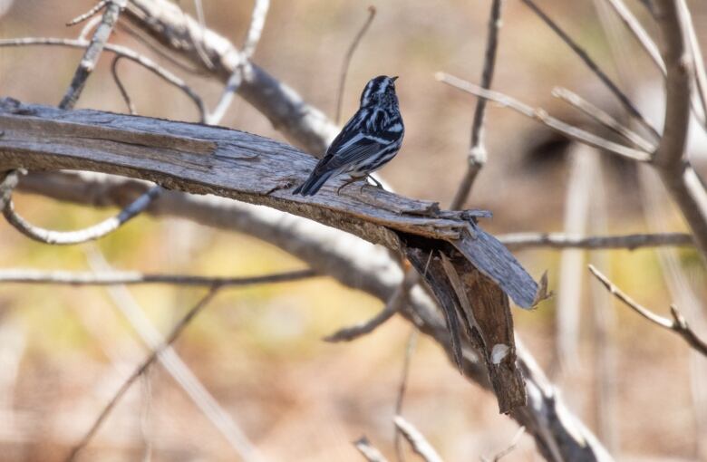 A black and white bird on a branch.