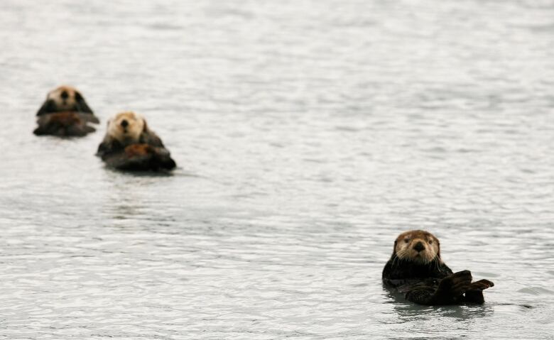 Sea otters in water