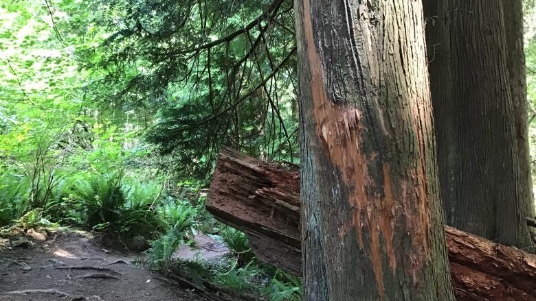 A big tree with park of its bark scratched off.