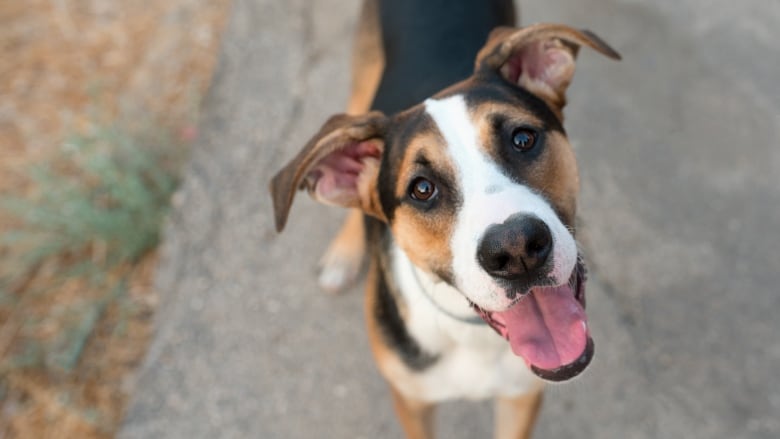 A medium size multicoloured dog with its tongue out.