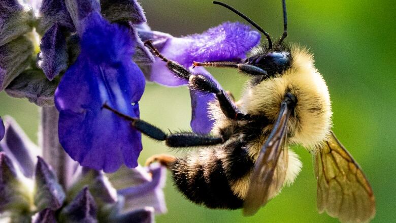 A bumblebee pollinates a purple flower.