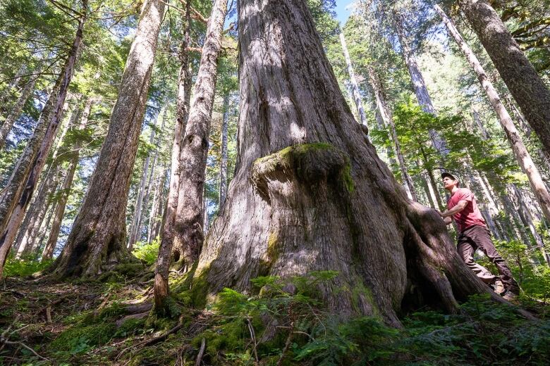 A person stands at the bottom of a very large western redcedar tree in a forest.