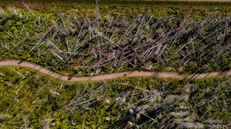 Drone footage shows fallen trees in P.E.I. National Park, one year after post-tropical storm Dorian hit the area. 