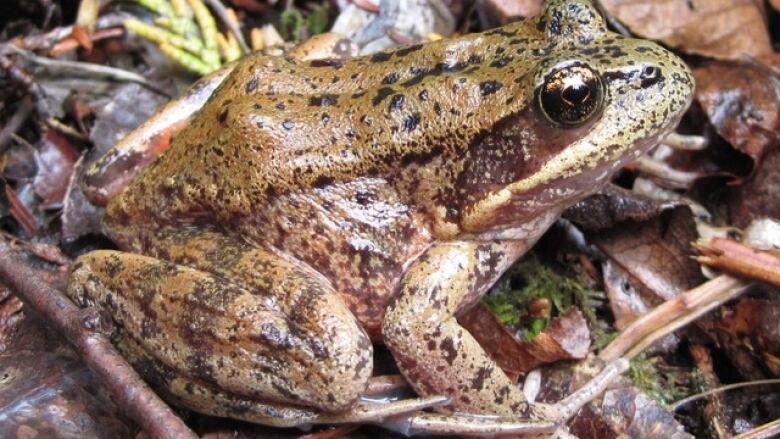 A frog on a forest floor.