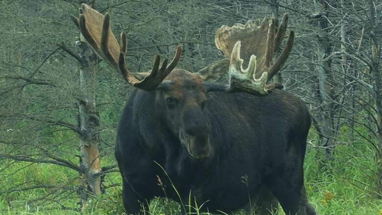 A large male moose with big antlers is seen in a forest with high vegetation. 