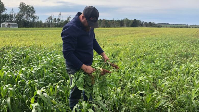 A farmer holds some tillage radishes pulled from a field on P.E.I. 