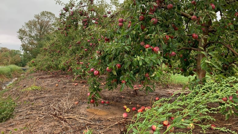 apples on a tree and on the ground