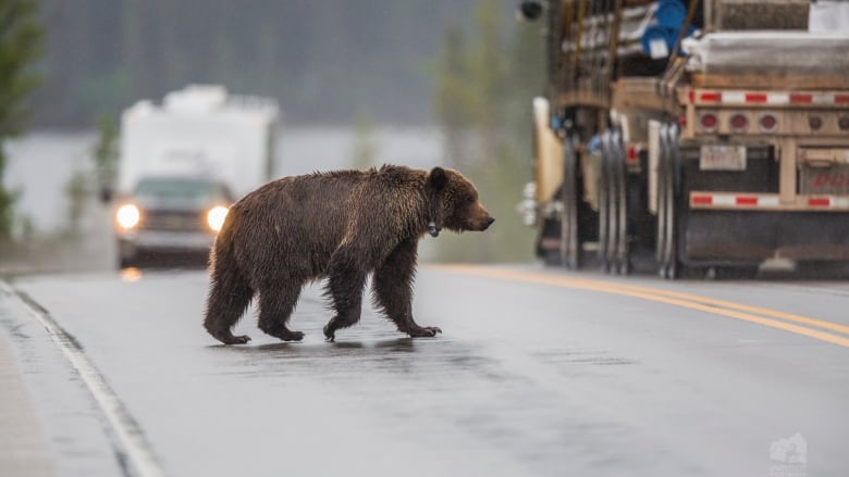 A grizzly bear walks across a highway as a truck with camper approaches it and a semi truck whips past.