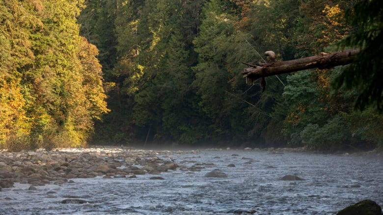 A fast-flowing river with trees in the background.