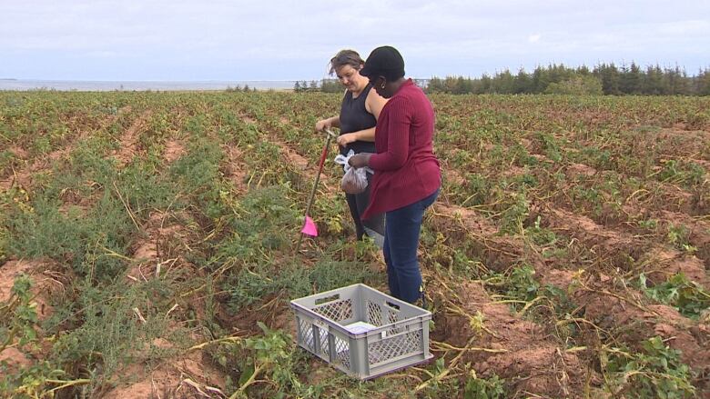 A woman in a red sweater and another woman holding a digger gather samples in a potato field 