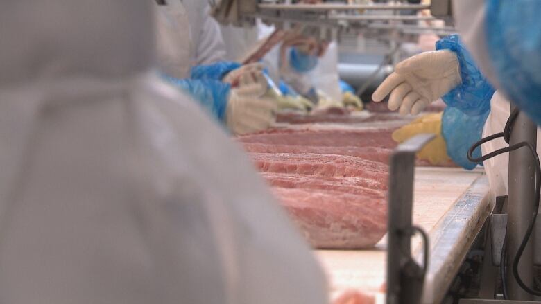 People covered in plastic protective gloves and suits handle large slabs of meat on a table. 