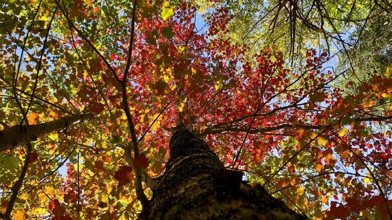 Fall foliage seen from below a tree.