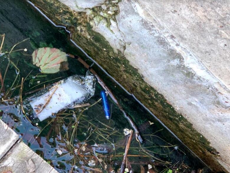 A plastic applicator floats in the water of the Toronto harbour.  