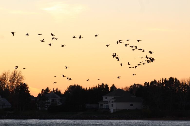 A flock of birds fly over a body of water, silhouetted against an orange sunset sky