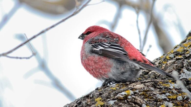 A pine grosbeak with a snowy background.