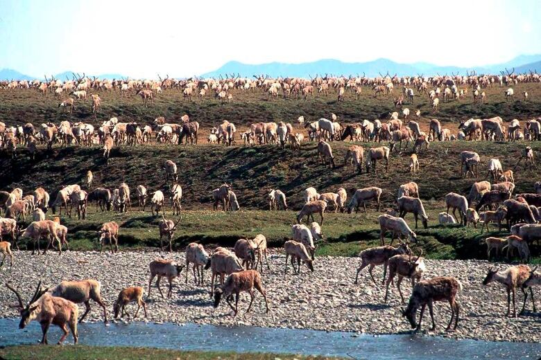 caribou from the Porcupine Caribou Herd migrate onto the coastal plain of the Arctic National Wildlife Refuge in northeast Alaska.