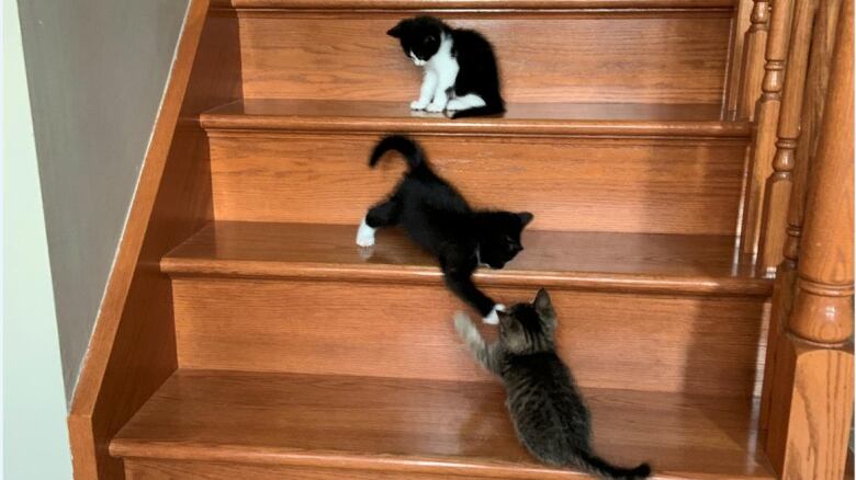 Three cats on a staircase.