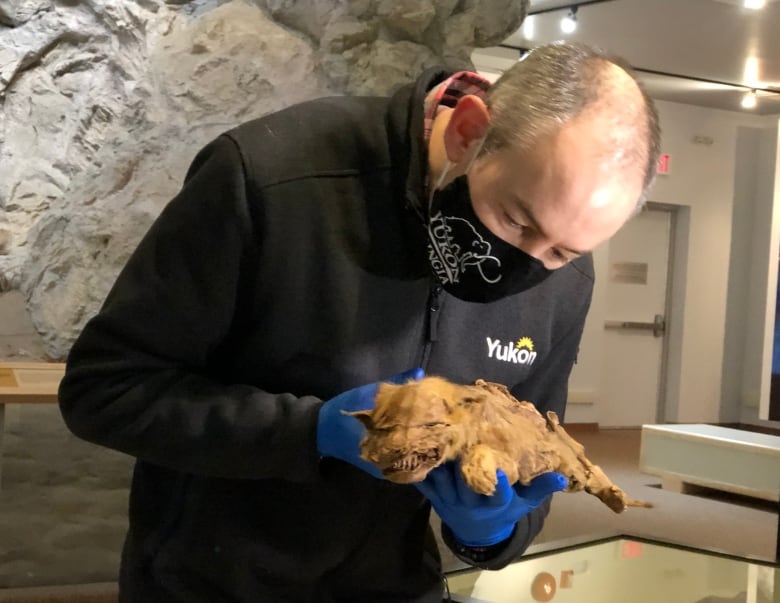 A man in gloves and a face mask examines an animal carcass.