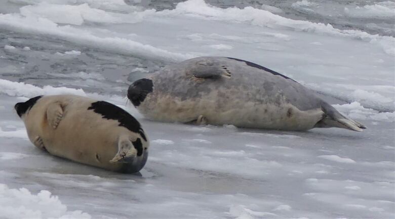 Two harp seals lie on the ice.