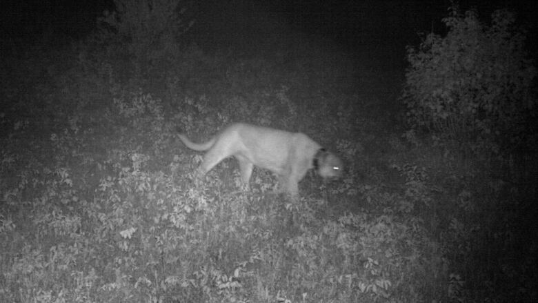 A cougar is captured by a trail camera at night.