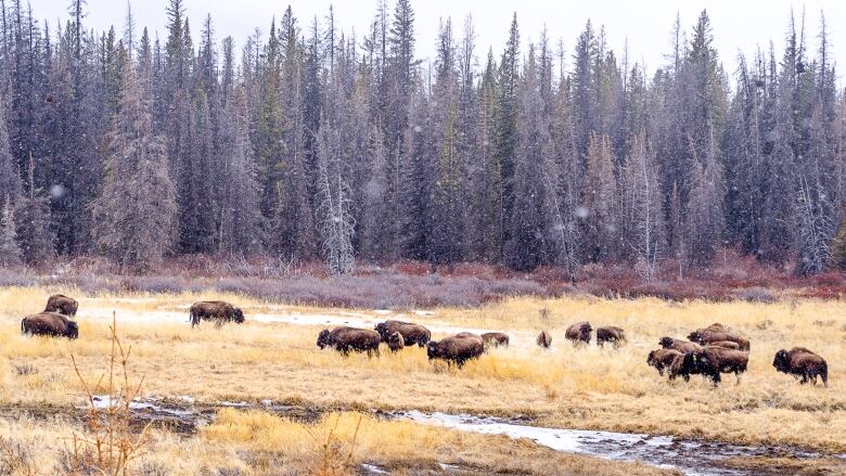 A herd of about 20 bison are pictured grazing in a yellow grass field in front of a forest of trees.