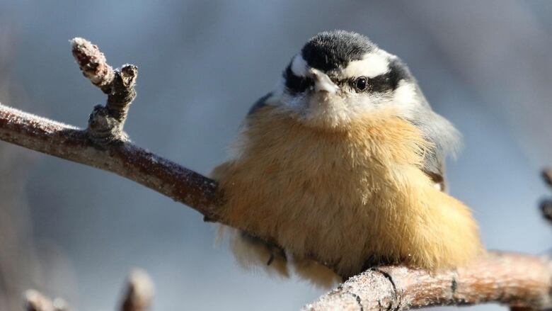 A Red-breasted nuthatch sits on a branch 