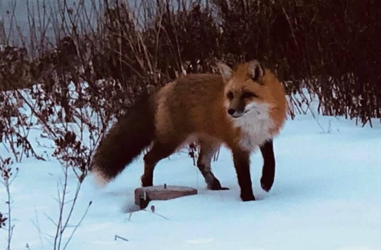 A red fox standing in the snow in front of a brush of brown plants.