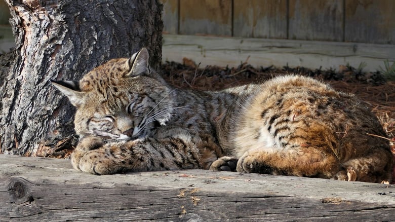 A bobcat takes a break, and lounges in a Northwest Calgary yard.