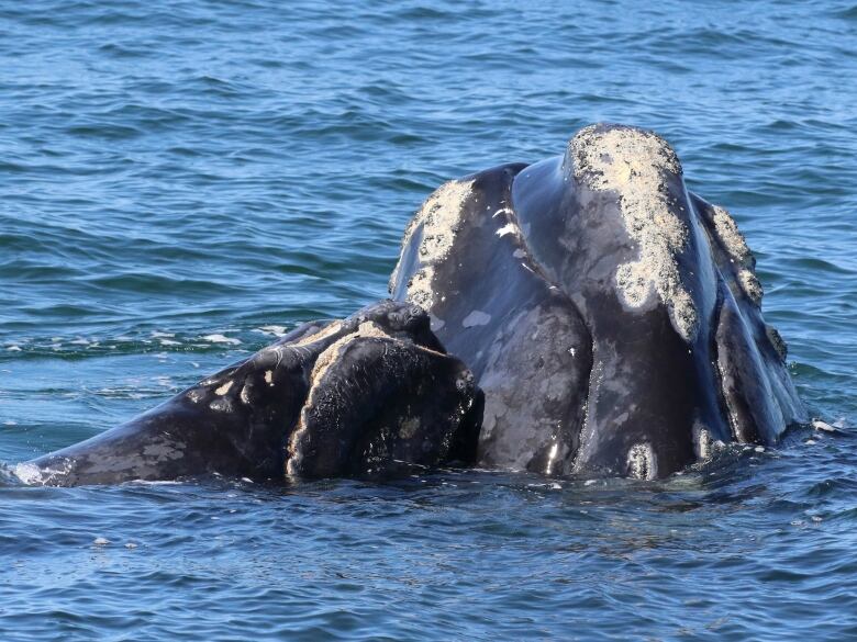 There is a right whale and her calf just breaking the surface of the blue ocean.