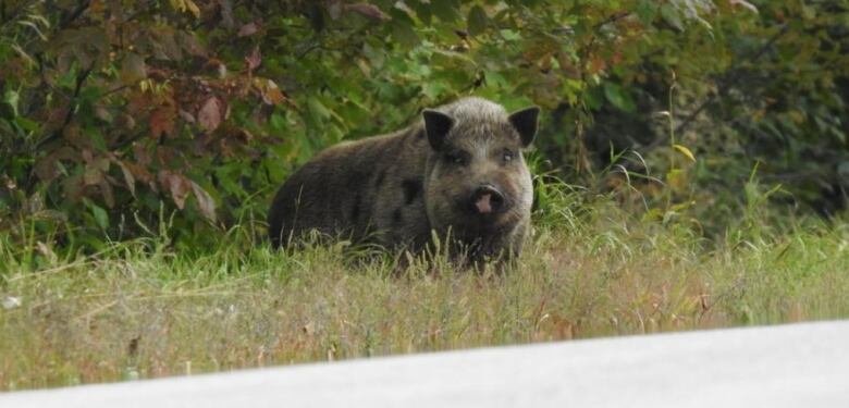 A big pig standing on a roadside, staring at the camera