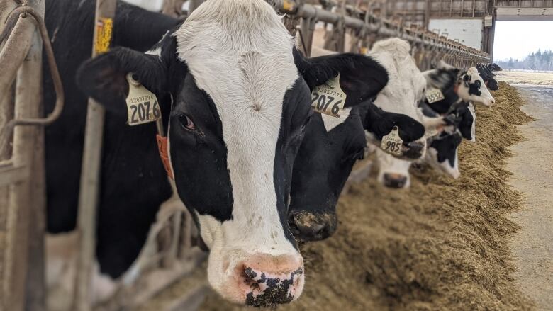 A row of dairy cows eating hay in a barn