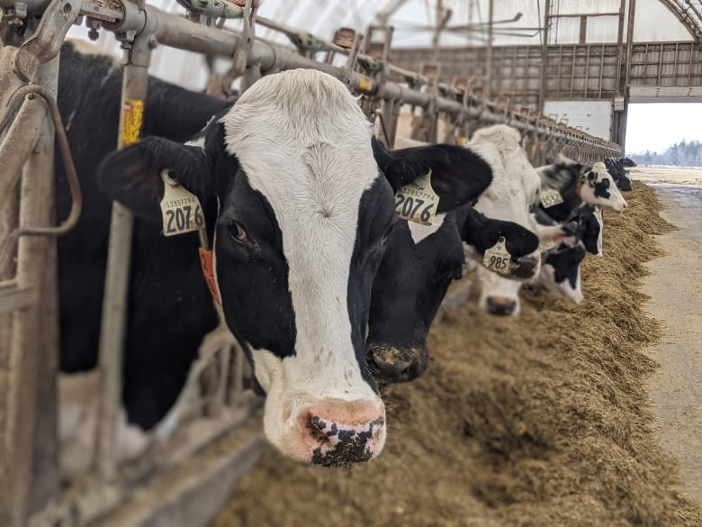 A row of dairy cows eating hay in a barn