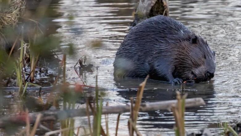 Beaver in water chewing on stick.