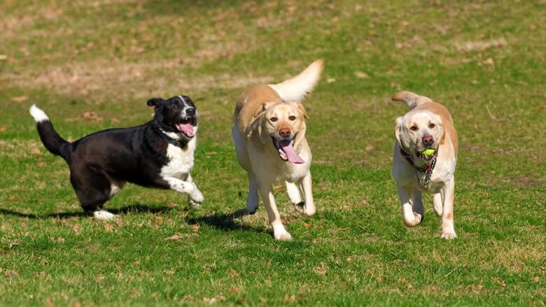 Three dogs, one with a tennis ball in its mouth, romp on a grassy field.