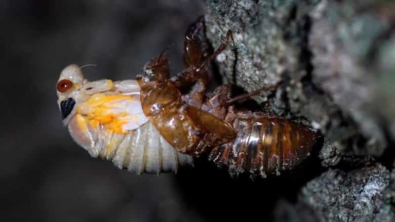 A white insect emerges from a brown layer of skin.