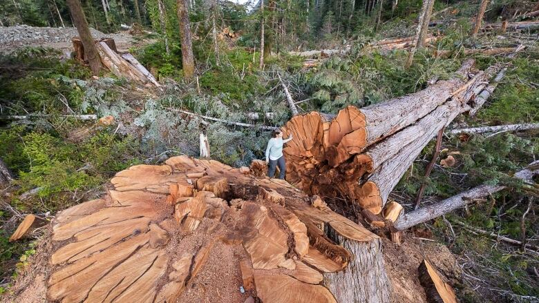 A large wester red cedar tree lies on the ground in a cut block with its stump exposed.