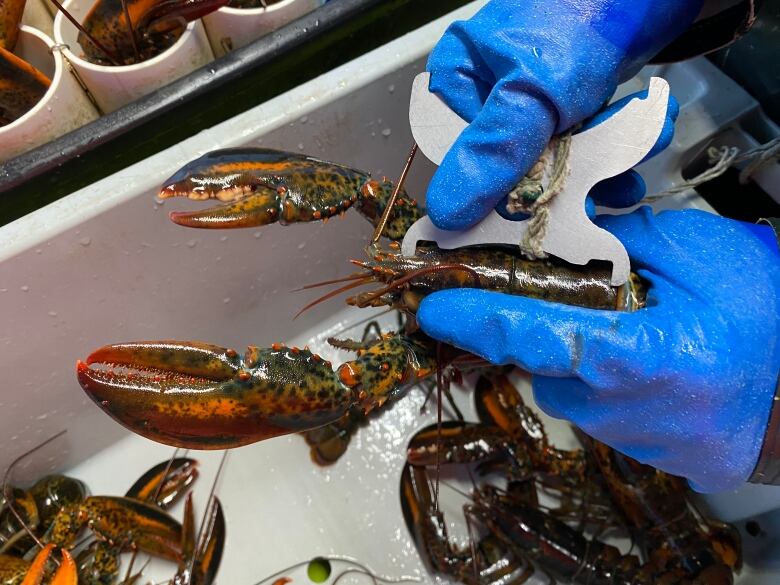 The carapace size on a live lobster being measured by special calipers.